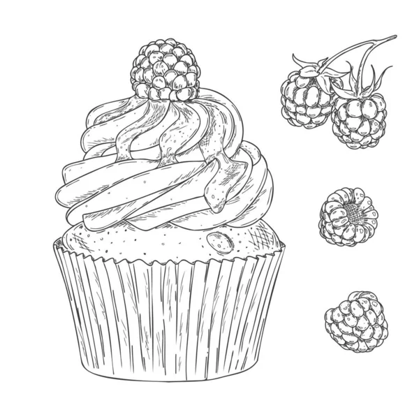 Cupcake Contour Dessiné Main Avec Framboise Fraîche Isolé Sur Fond — Image vectorielle