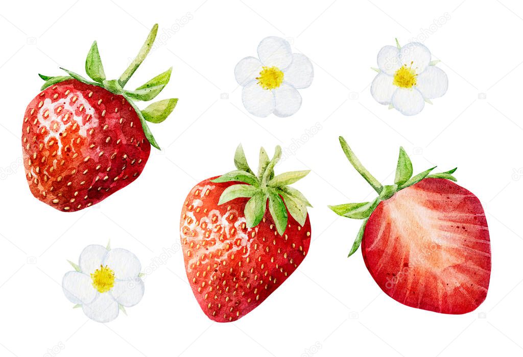 Set of watercolor strawberries isolated on white background. Hand drawn watercolor botanical illustration.