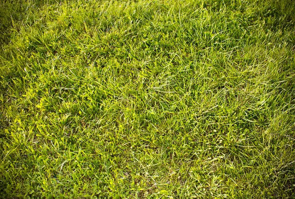 Grass Texture — Stock Photo, Image