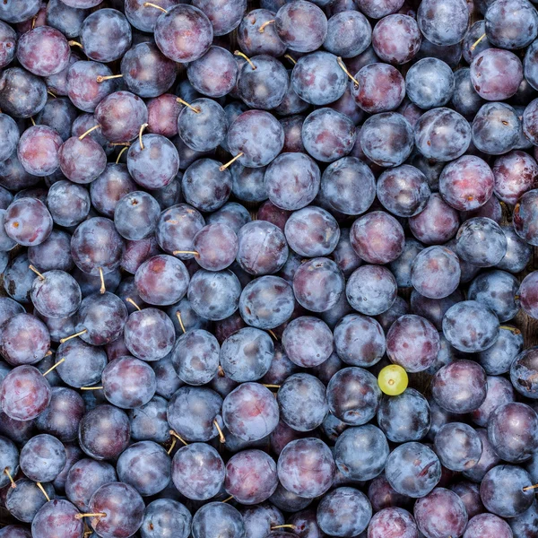 Ciruelas y una uva — Foto de Stock