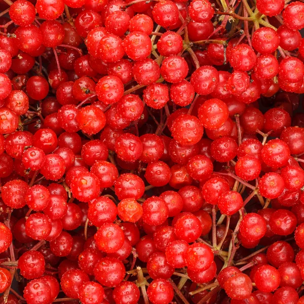 Berries Texture — Stock Photo, Image
