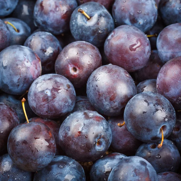 Plums — Stock Photo, Image