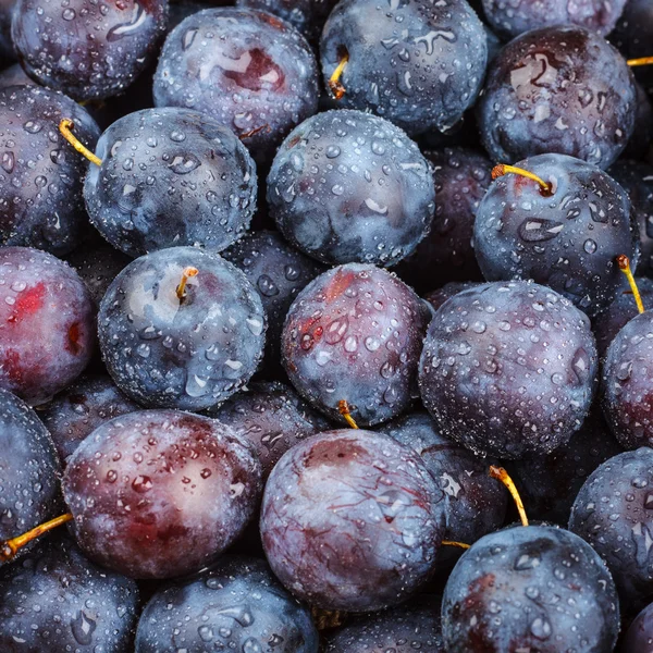 Ciruelas maduras — Foto de Stock