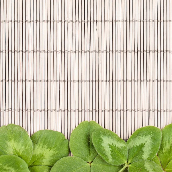 Kleeblätter auf Bambusmatte — Stockfoto