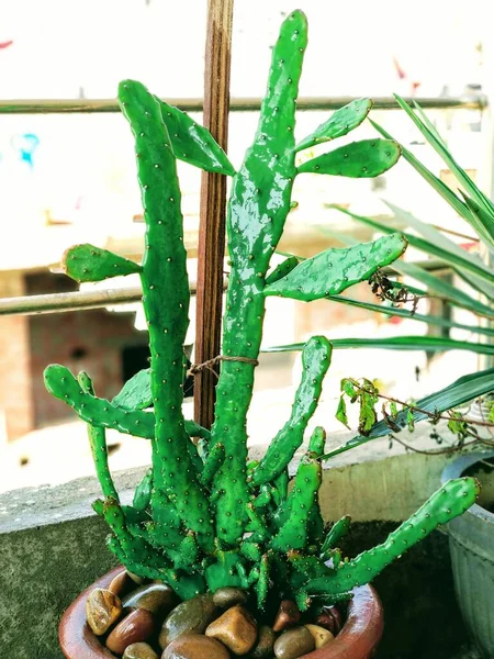 Tiro Vertical Cactus Opuntia Monacantha Verde Cerca Una Olla Enfoque — Foto de Stock