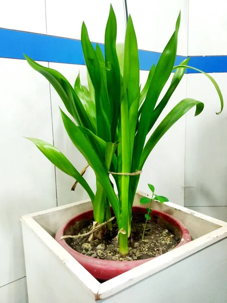 Groene Loof Van Een Plant Een Pot Een Zonnige Dag — Stockfoto