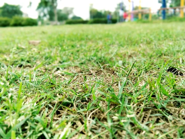Closup Picture Green Grass Afternoon — 图库照片
