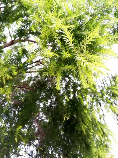Гілки Зелене Листя Дерев Вигляд Знизу Небо — стокове фото
