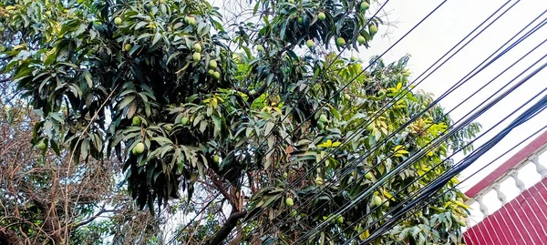 A Mango tree / raw green mangoes hanging on tree