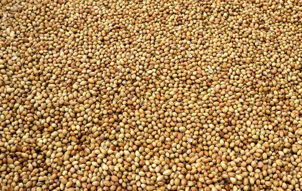 Close Seup View Organic Dry Coriander Seeds Coriandrum Sativum Closeup — Photo