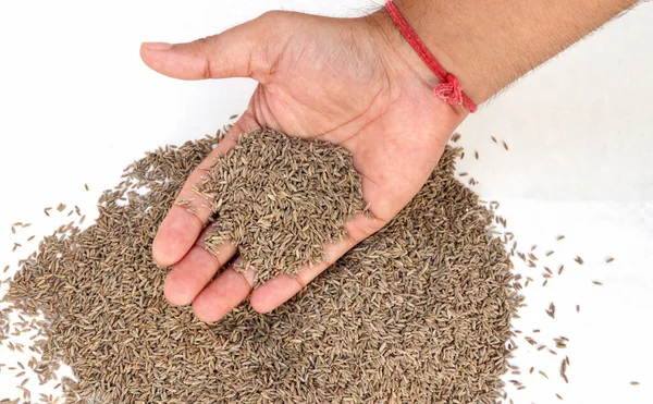 A top view of Cumin seeds in the hand. Selective focus