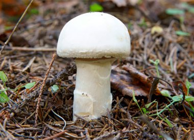 Growing small mushroom in autumn wood