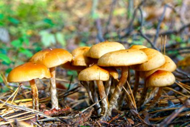 Growing small mushroom in autumn wood