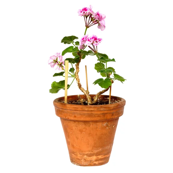 Geranium flowers in a pot — Stock Photo, Image