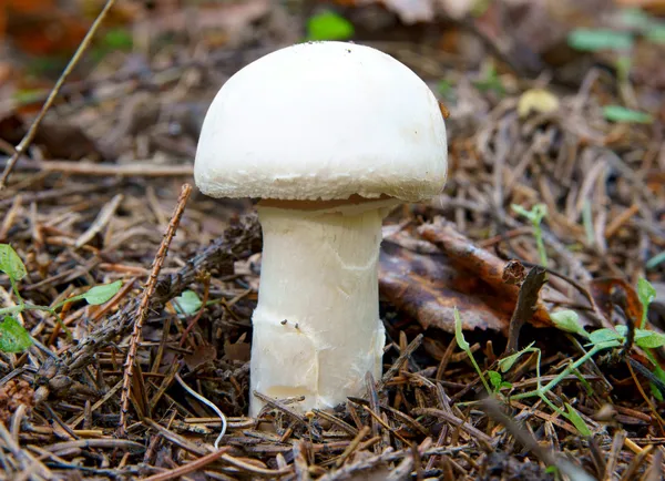 Growing small mushroom in autumn wood — Stock Photo, Image