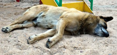 dog yalanlardan kum üzerinde