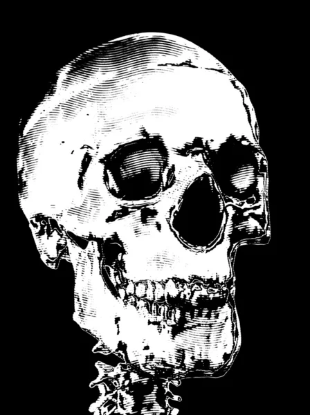黒を背景にした頭蓋骨 — ストック写真