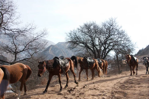 Dağıstan 'a, Kafkaslara, Rusya' ya bir gezi. Kış. Dağlar, atlar