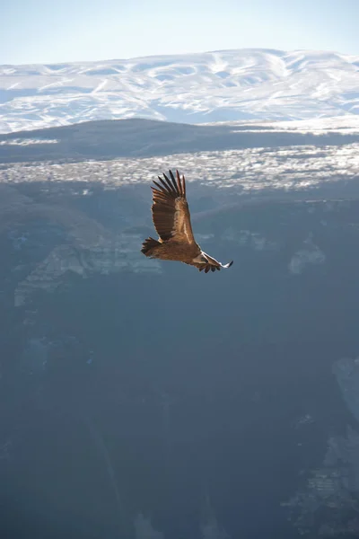 Dağların üzerinden süzülen bir kartal. Dağıstan, kış