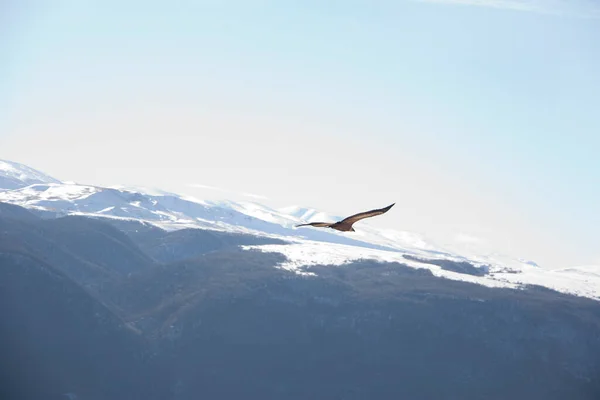 Ένας Αετός Που Πετάει Πάνω Από Βουνά Νταγκεστάν Χειμώνας — Φωτογραφία Αρχείου