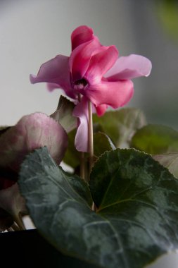 Ev bitkileri, yayılma. Çiçekli siklamen.