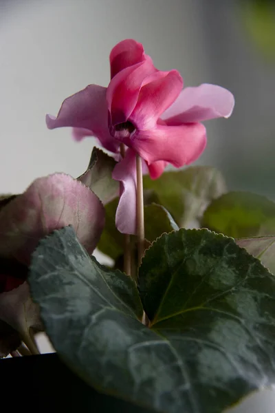 Ev bitkileri, yayılma. Çiçekli siklamen.