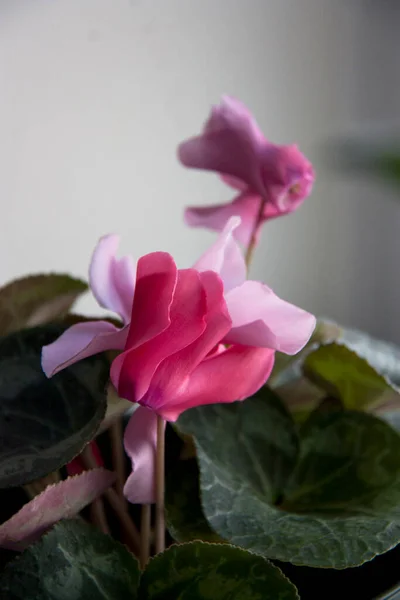 Ev bitkileri, yayılma. Çiçekli siklamen.