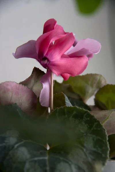 Ev bitkileri, yayılma. Çiçekli siklamen.