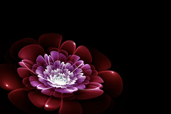 Lila fraktal blomma — Stockfoto