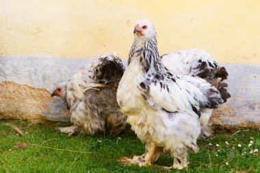 Brahma tavuk
