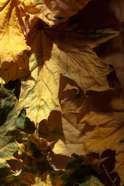 Droge herfstbladeren. — Stockfoto