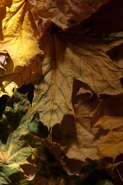 Herfst droge bladeren. — Stockfoto