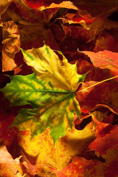 Feuilles d'automne. — Photo