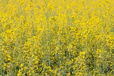 kolza tohumu alanları.