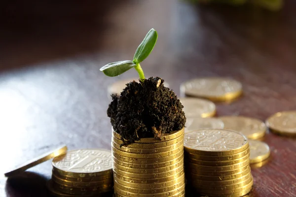 Golden coins in soil with young plant. Money growth concept. — Stock Photo, Image