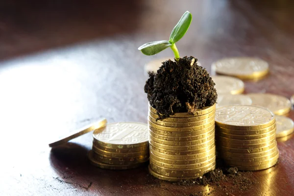 Pièces d'or dans le sol avec jeune plante. Concept de croissance monétaire . — Photo