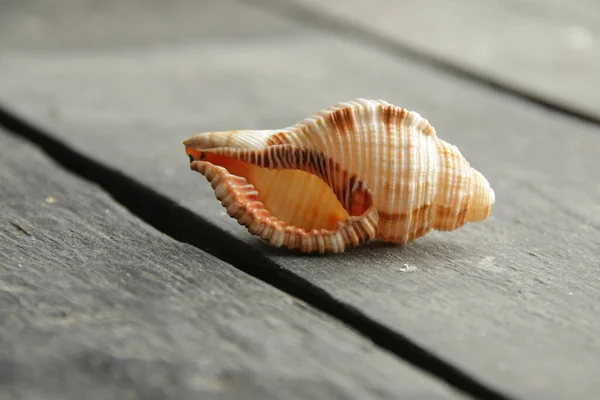 Seashell lies on a vintage table. Travel by sea idea. — Stock Photo, Image