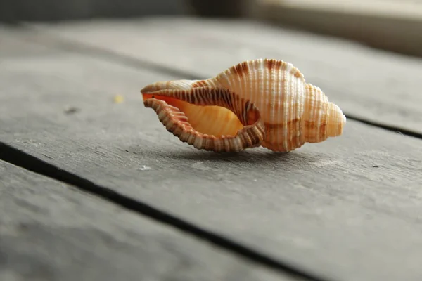Summer travel concept. Sea shell on an old vintage table. — Stok fotoğraf