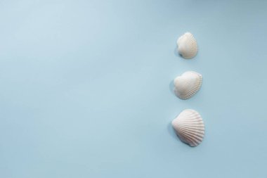 Mavi arka planda üç güzel deniz kabuğu. Deniz arkaplanı.