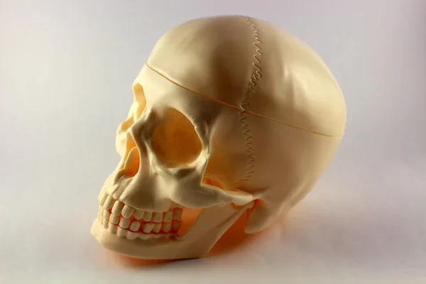 モデルの頭蓋骨 — ストック写真