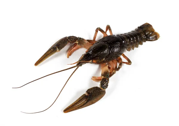 Crayfish Diisolasi Pada Latar Belakang Putih Close — Stok Foto