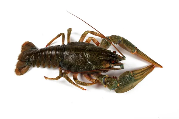 Crayfish Diisolasi Pada Latar Belakang Putih Close — Stok Foto