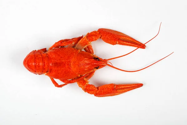 Écrevisses Rouges Bouillies Isolées Sur Fond Blanc Vue Dessus — Photo