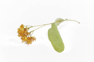 Beyaz arka planda kurumuş ıhlamur çiçeği, yakın plan, izole