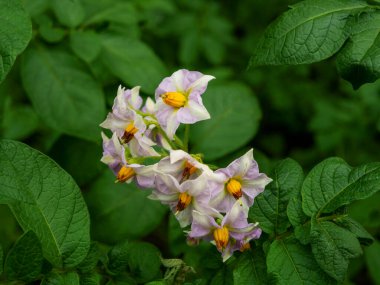 Beyaz-pembe patates çiçekleri, patates çiçekleri, yakın plan.