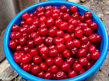 Mavi kovada olgun kırmızı kirazlar, yakın plan.