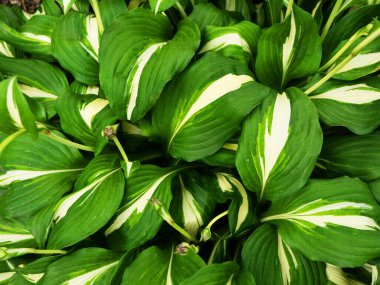 Hosta çiçeğinin yeşil yaprakları, arkaplan, seçici odak