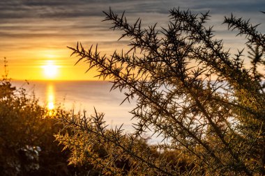 Denizin üzerinde gün batımında ön planda dikenli bir çalılık Brittany 'nin kuzey kıyısında bir yerde