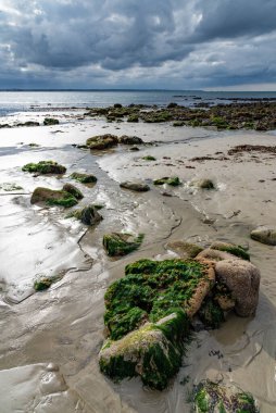 Kayalar, yeşil yosunlar ve Kuzey Brittany 'de bir kumsalın kumlarında küçük dereler bulutlu bir günde alçak sularda