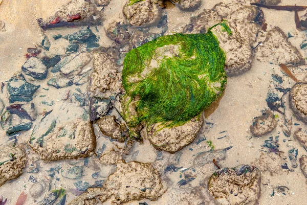 Água Areia Seixos Algas Verdes Numa Praia Norte Bretanha — Fotografia de Stock